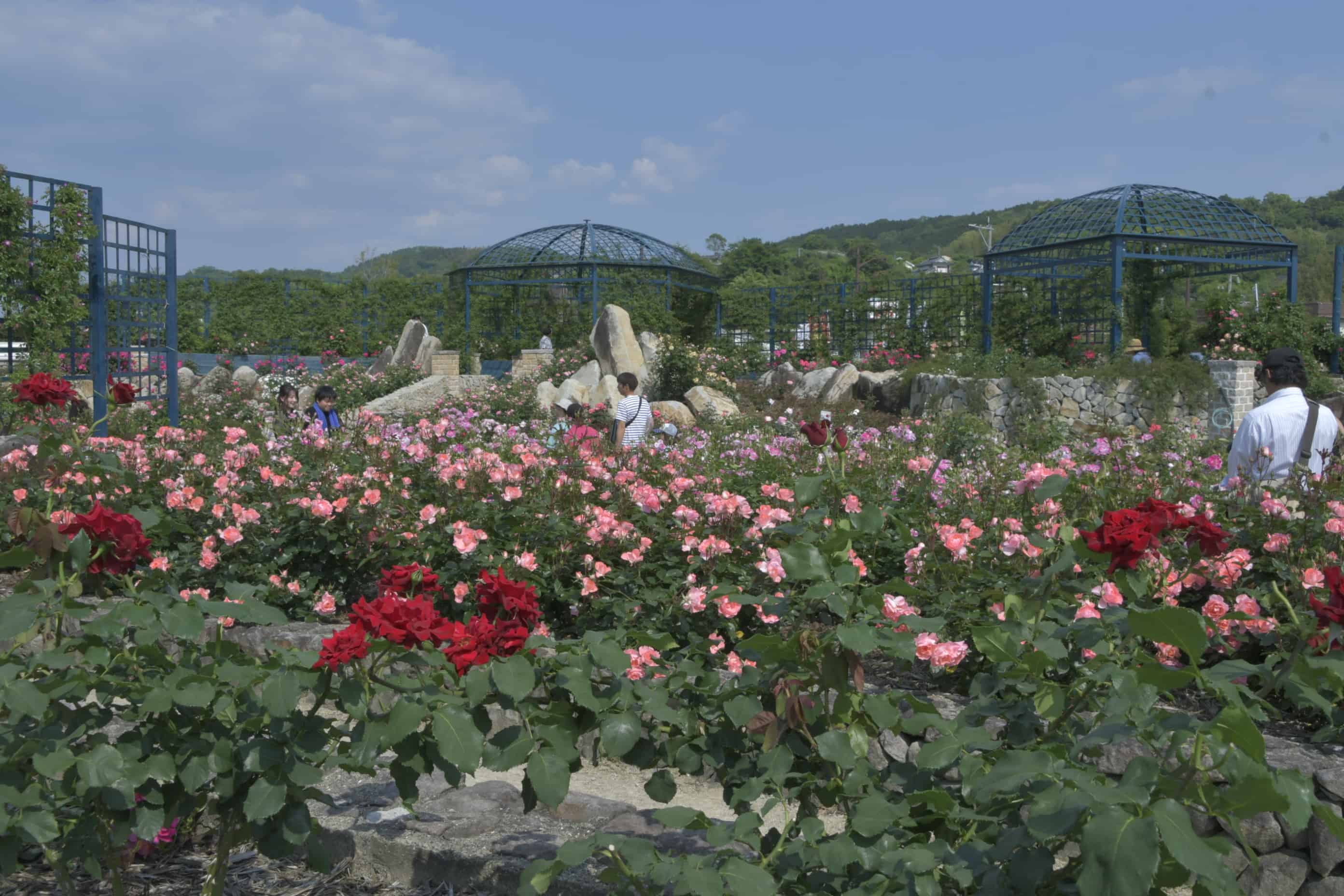2. Minamata Rose Garden