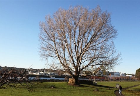 rounhouse park trees