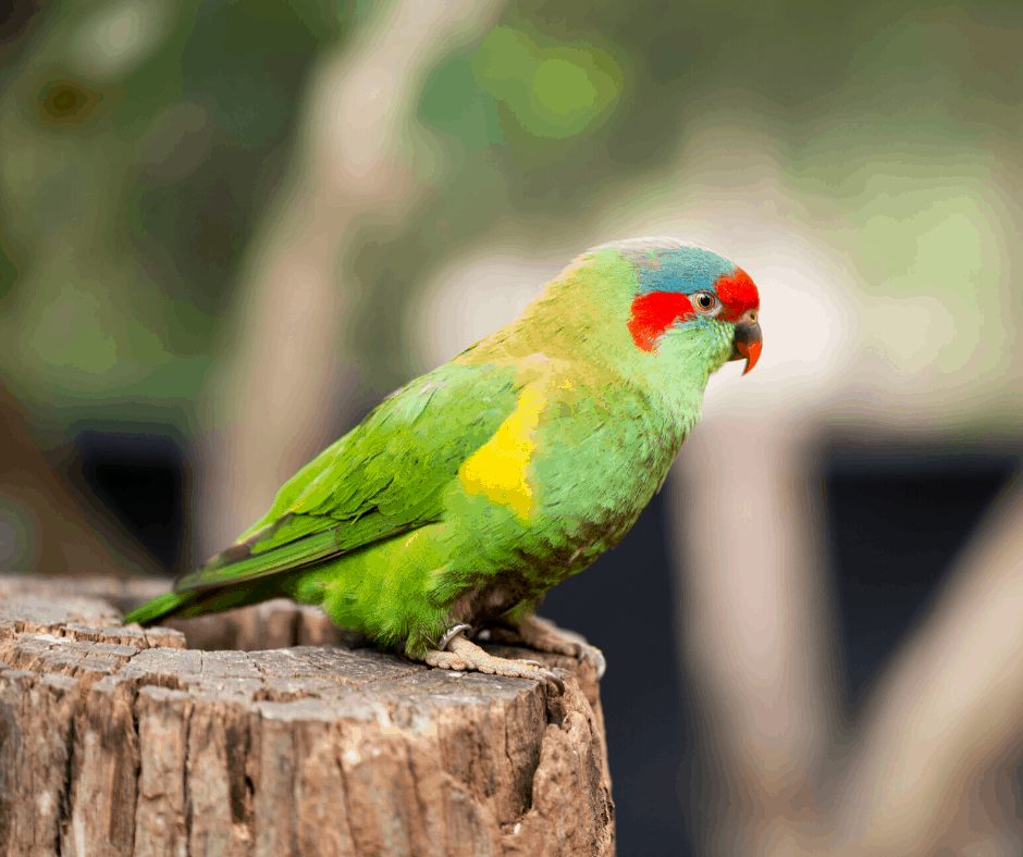 Swift parrot