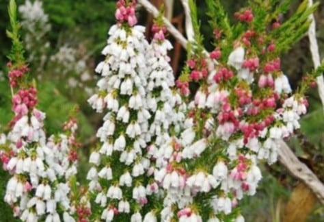 Five councils in Tasmania’s Northwest have joined forces to combat the increased threat posed by Spanish heath (Erica lusitanica). Devonport City, Burnie City, Central Coast, Waratah-Wynyard and Circular Head councils are spreading the news