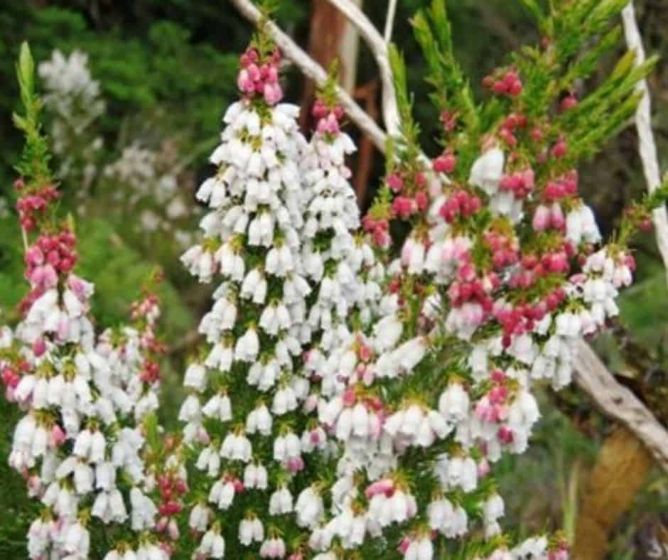 Five councils in Tasmania’s Northwest have joined forces to combat the increased threat posed by Spanish heath (Erica lusitanica). Devonport City, Burnie City, Central Coast, Waratah-Wynyard and Circular Head councils are spreading the news